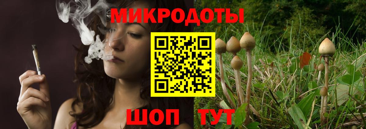 Галлюциногенные грибы Psilocybe Шелехов
